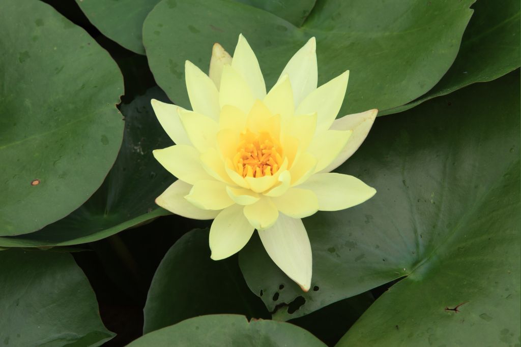 睡蓮（黄）