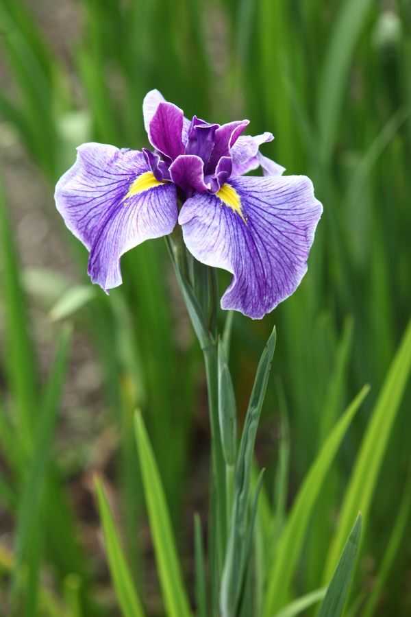 花菖蒲