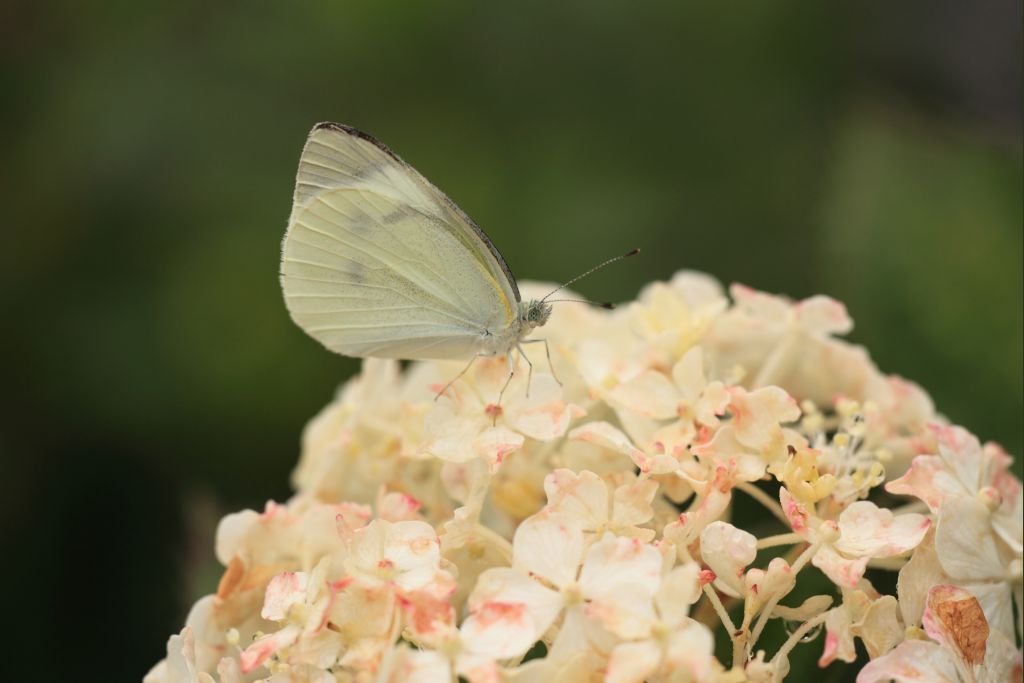 花を求めて