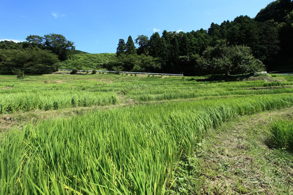 まさに夏色