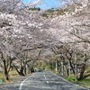 桜道