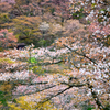 吉野山_06