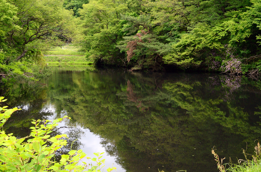 ため池の新緑