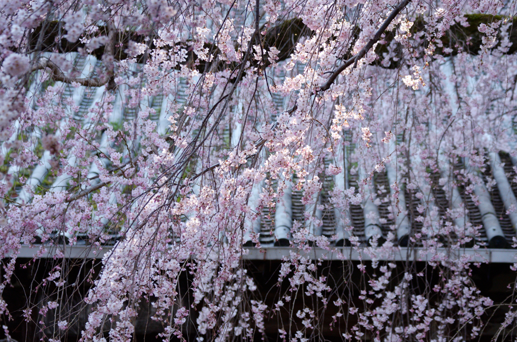 専称寺_枝垂桜_04