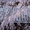 専称寺_枝垂桜_04