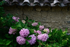 紫陽花と土塀