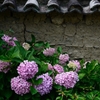 紫陽花と土塀