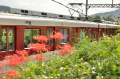 電車と彼岸花