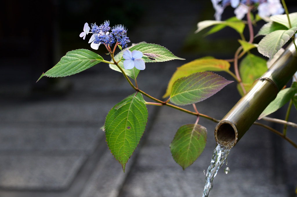水清らかに、花慎ましやかに