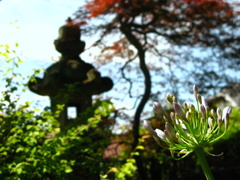 アガパンサスと灯籠