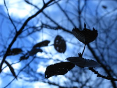 紅葉の影