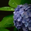 紫陽花_03