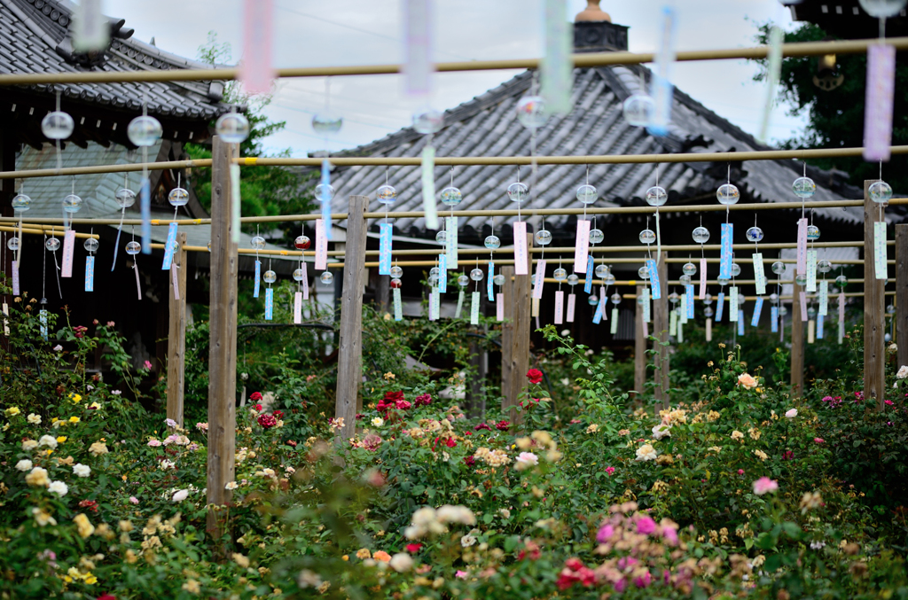 薔薇と風鈴の寺