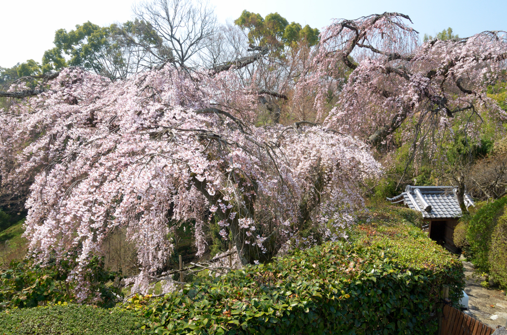 遍照院_枝垂桜_01