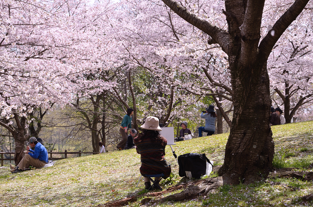 桜描