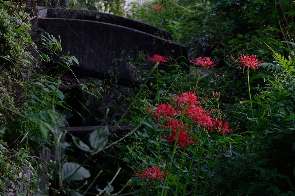 彼岸花_01
