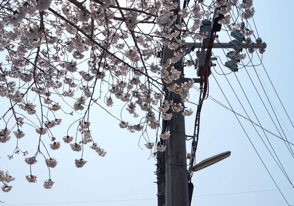 逆光と桜と電柱