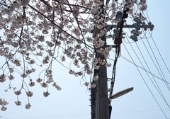 逆光と桜と電柱