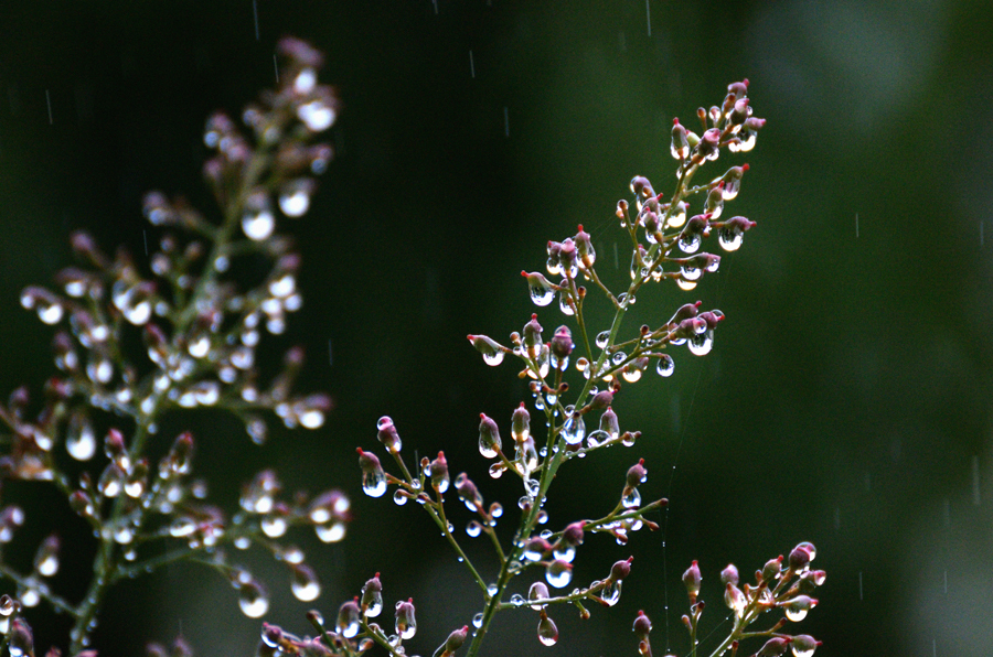 雨飾