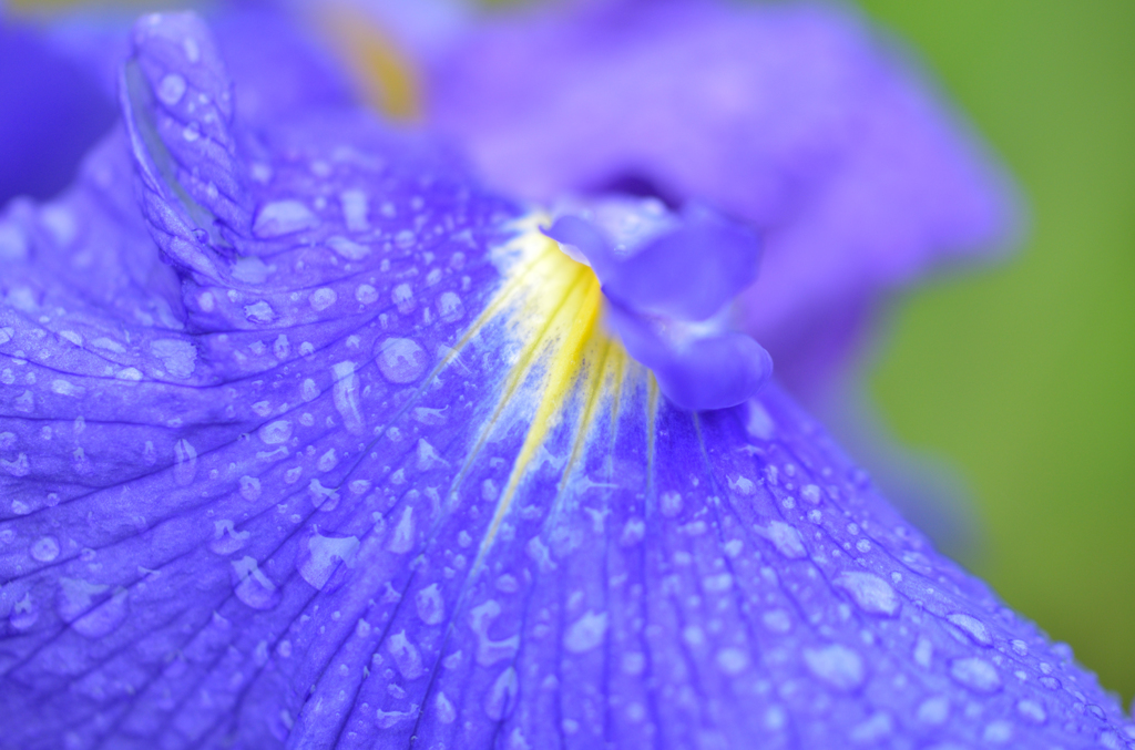 花菖蒲_02