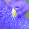 花菖蒲_02