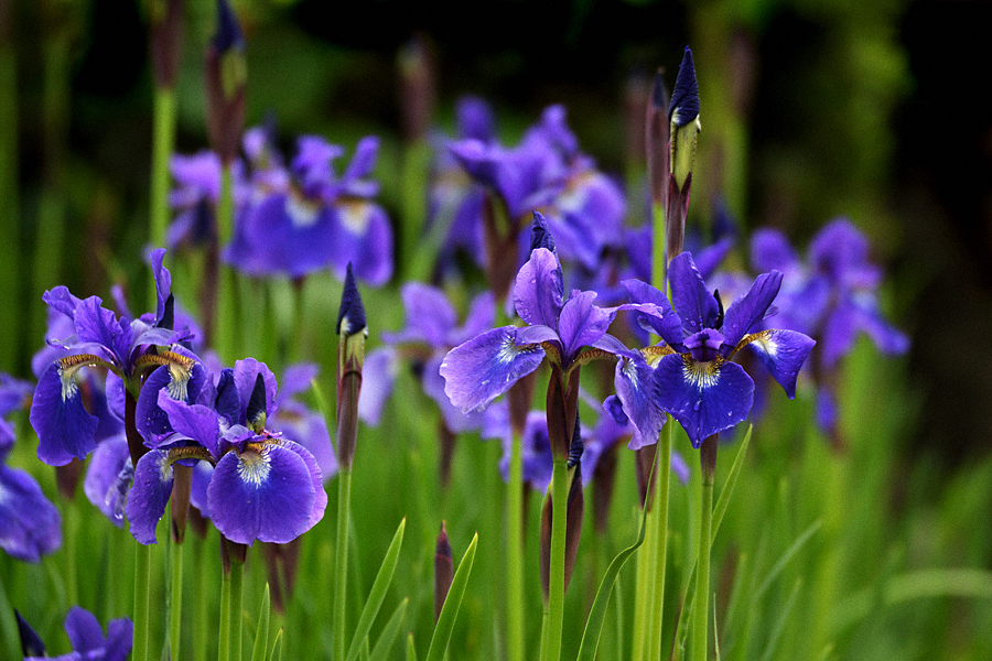 菖蒲