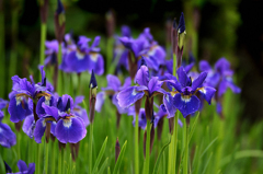 菖蒲