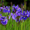 菖蒲