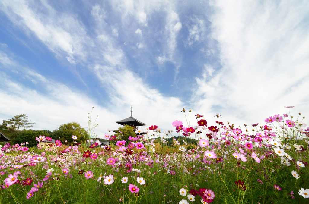 季節の便り_法起寺の秋桜_01