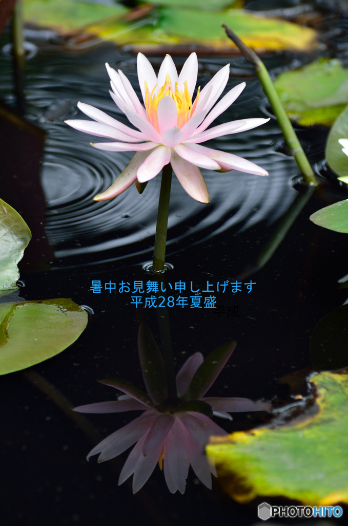 暑中見舞い