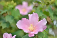 芙蓉