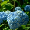 紫陽花_01