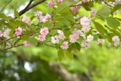 奈良八重桜