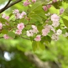 奈良八重桜