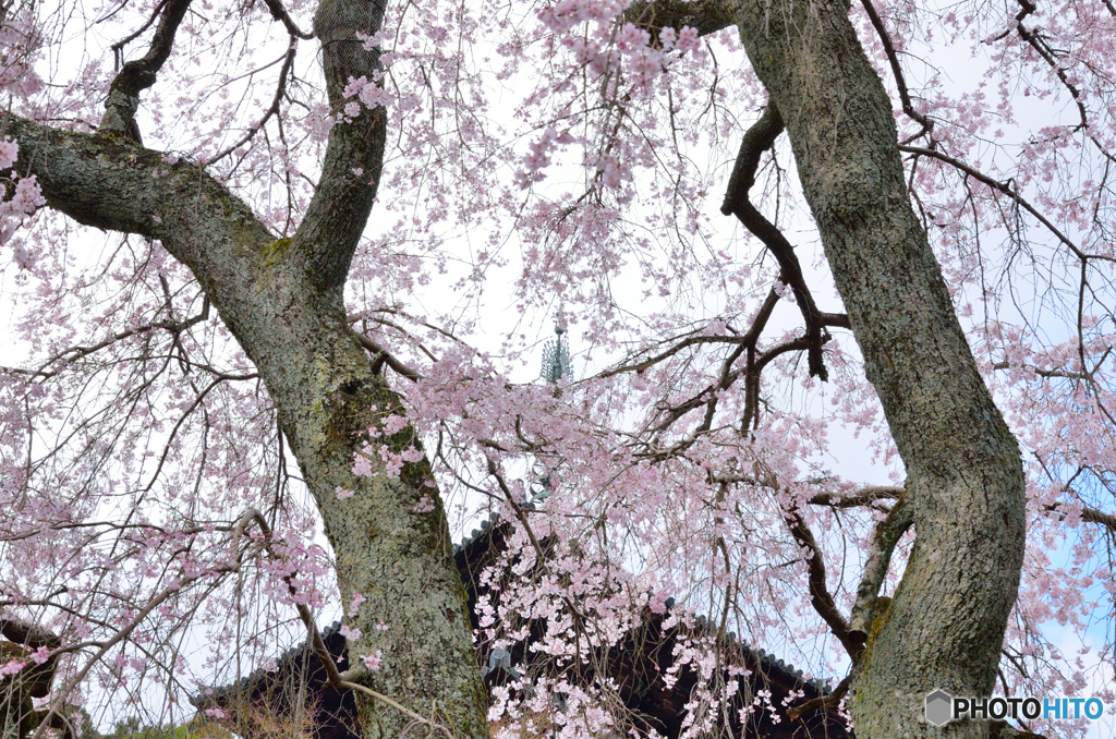 當麻寺護念院のシダレ桜_01