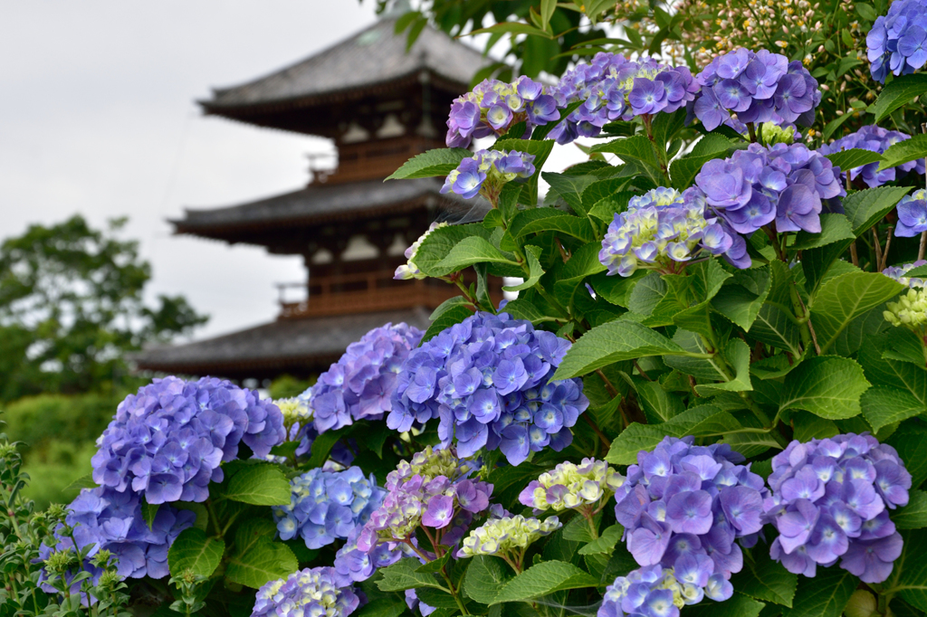 紫陽花と仏塔