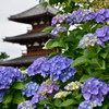 紫陽花と仏塔