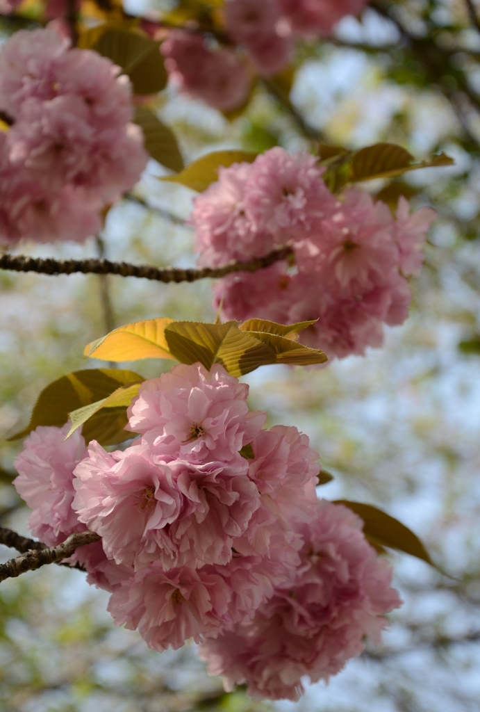 桜餅食べた～い