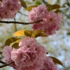 桜餅食べた～い