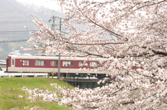 鉄道と桜
