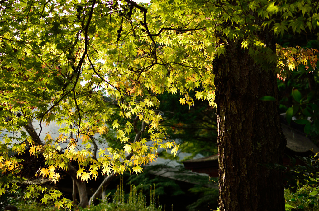 円成寺_03