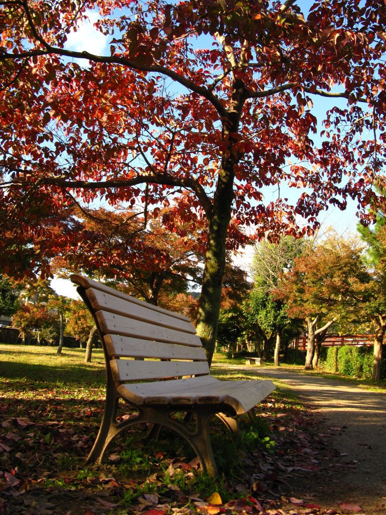 椅子と紅葉