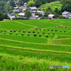 細川の棚田