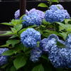 紫陽花_02
