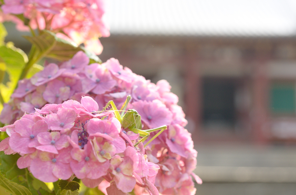 矢田寺_05