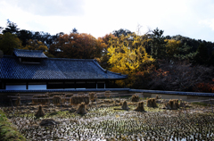 奈良公園_06_二月堂供田