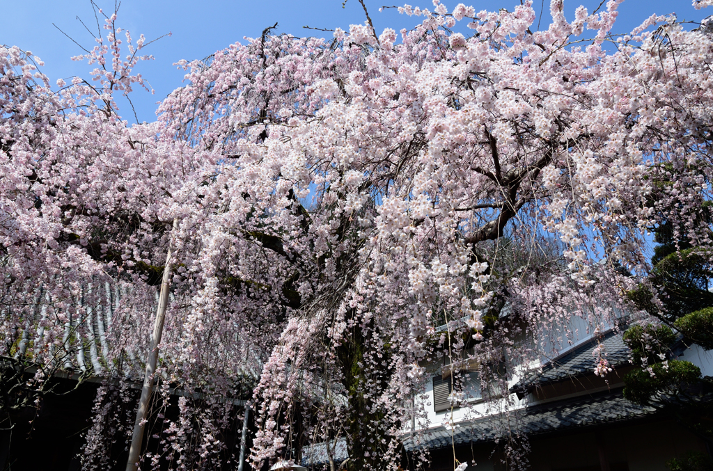 専称寺_01