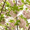 桜模様