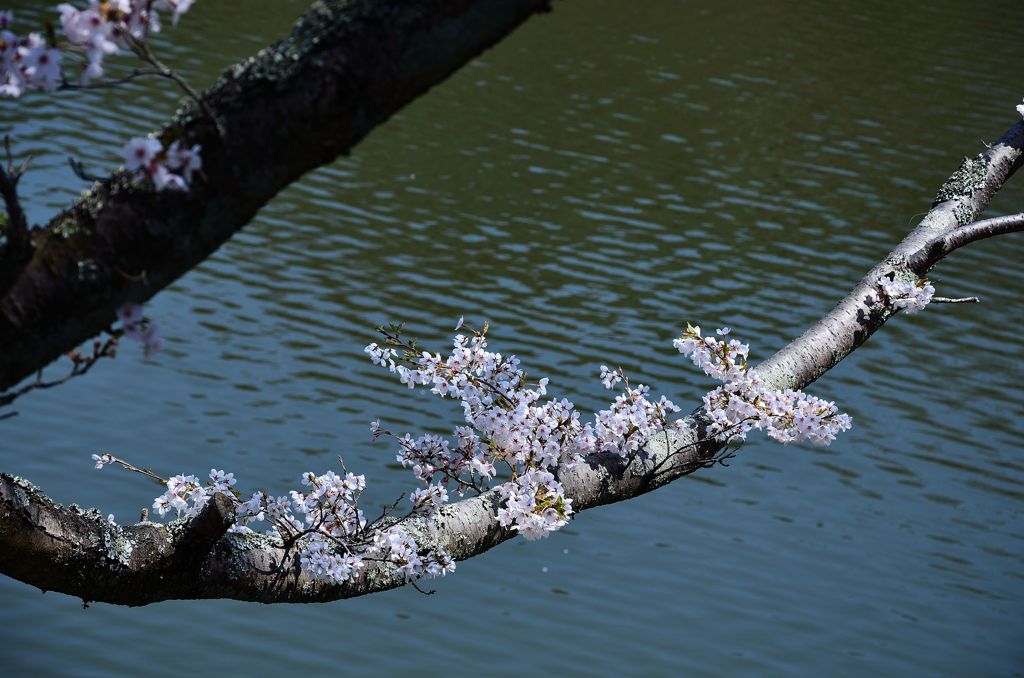 湖面に光る桜