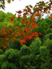 紅葉と竹林